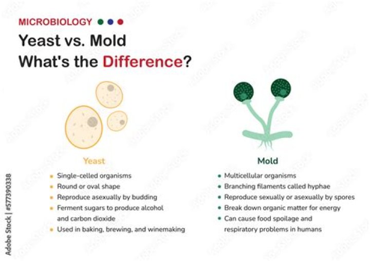 What are the differences among a yeast a mold and a mushroom?