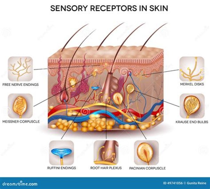 What are the four receptors of the skin?