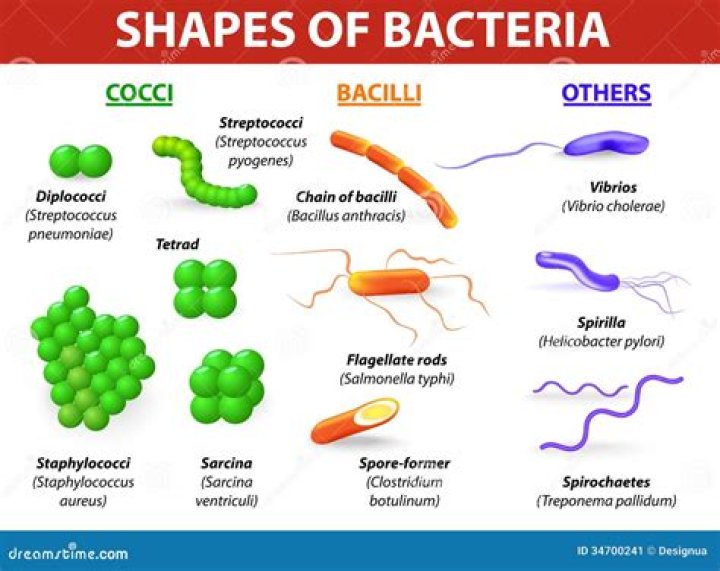 What are the four types of bacteria according to shape?