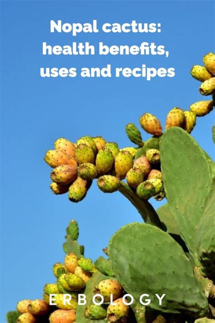 What are the health benefits of nopal cactus?