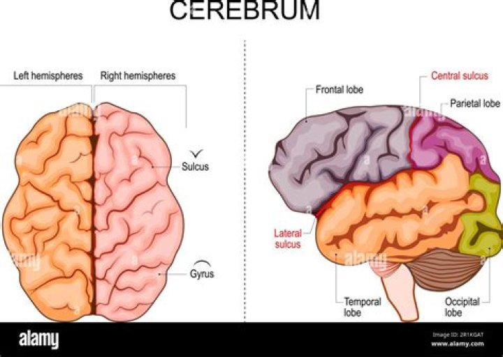 What are the hemispheres of the cerebrum?