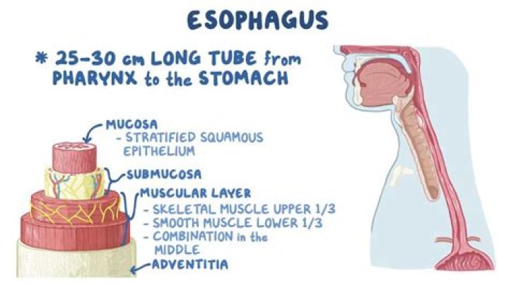 What are the layers of the esophagus?