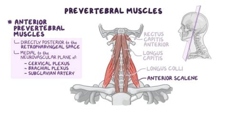 What are the Prevertebral muscles?