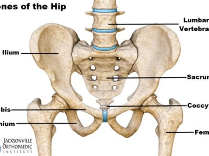 What are the three joints of the hip and pelvis?