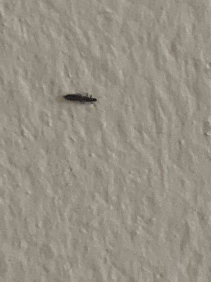 What are those little bugs on the walls?