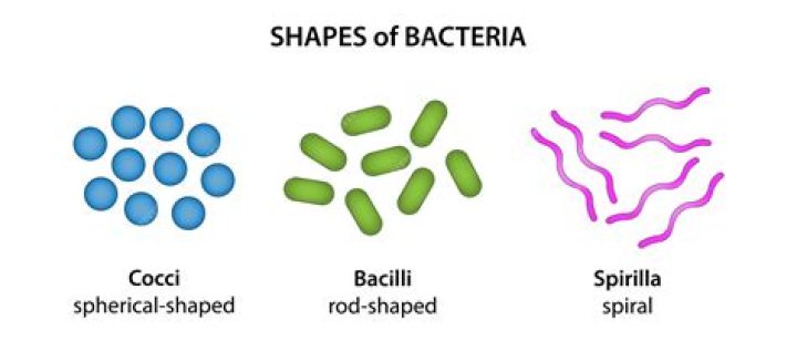 What are three helpful bacteria?
