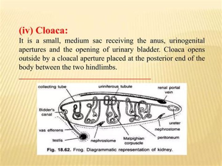 What body systems use the cloaca in a frog?