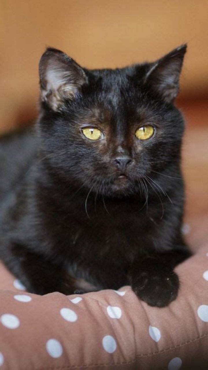 What breed is a black cat with yellow eyes?
