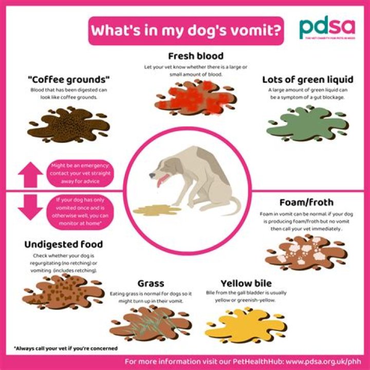 What can I give my dog if he won't eat?