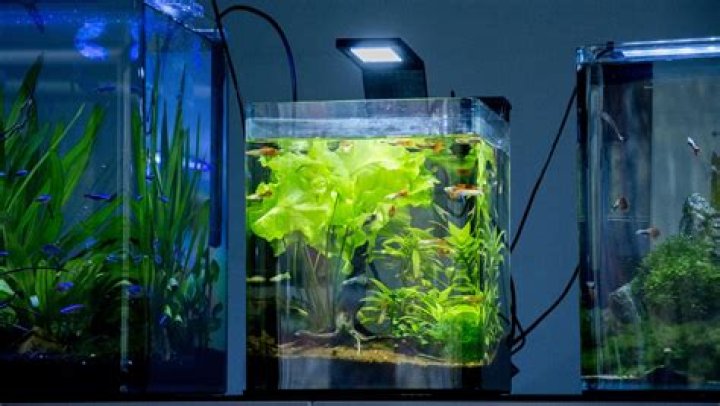 What can I put in a 2.5 gallon fish tank?