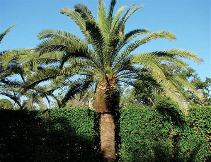 What can kill a palm tree?