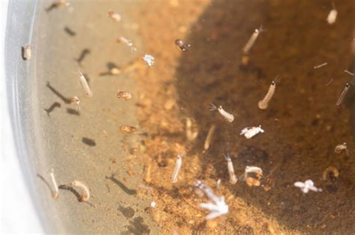 What can kill mosquito larvae?
