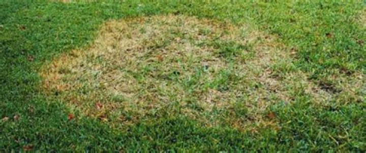 What causes brown circles in grass?
