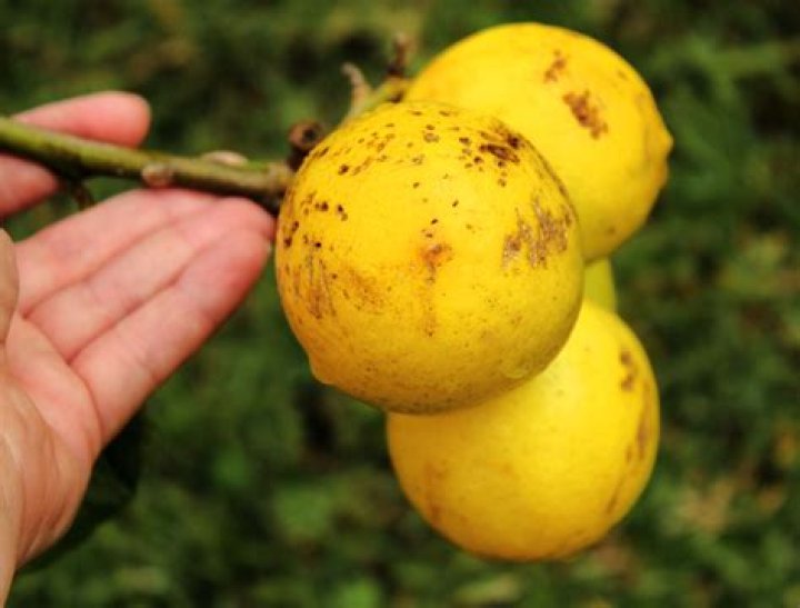 What causes brown spots on Meyer lemons?