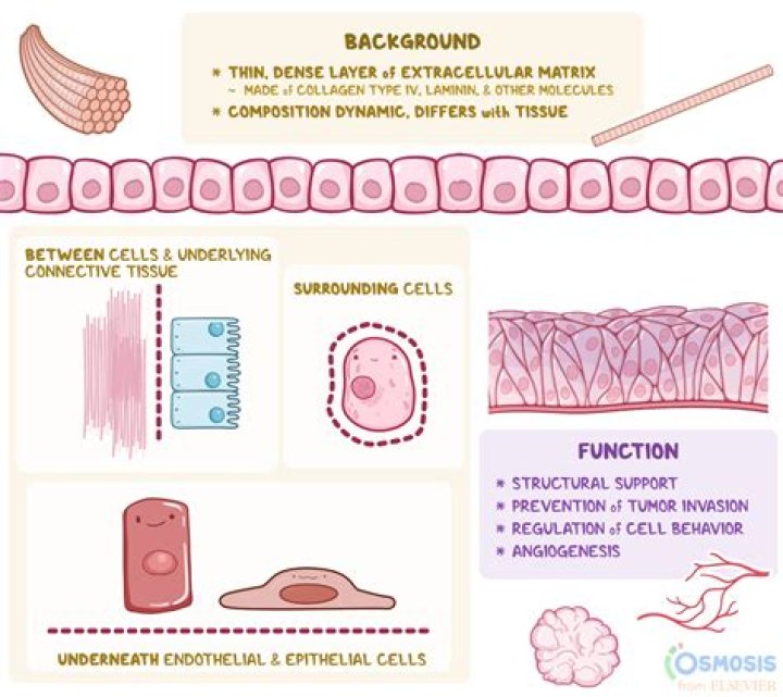 What cells are circular? | ContextResponse.com