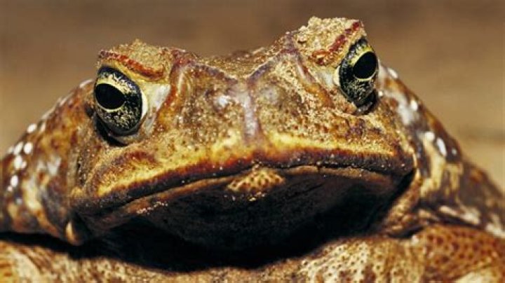 What did cane toads do to Australia?