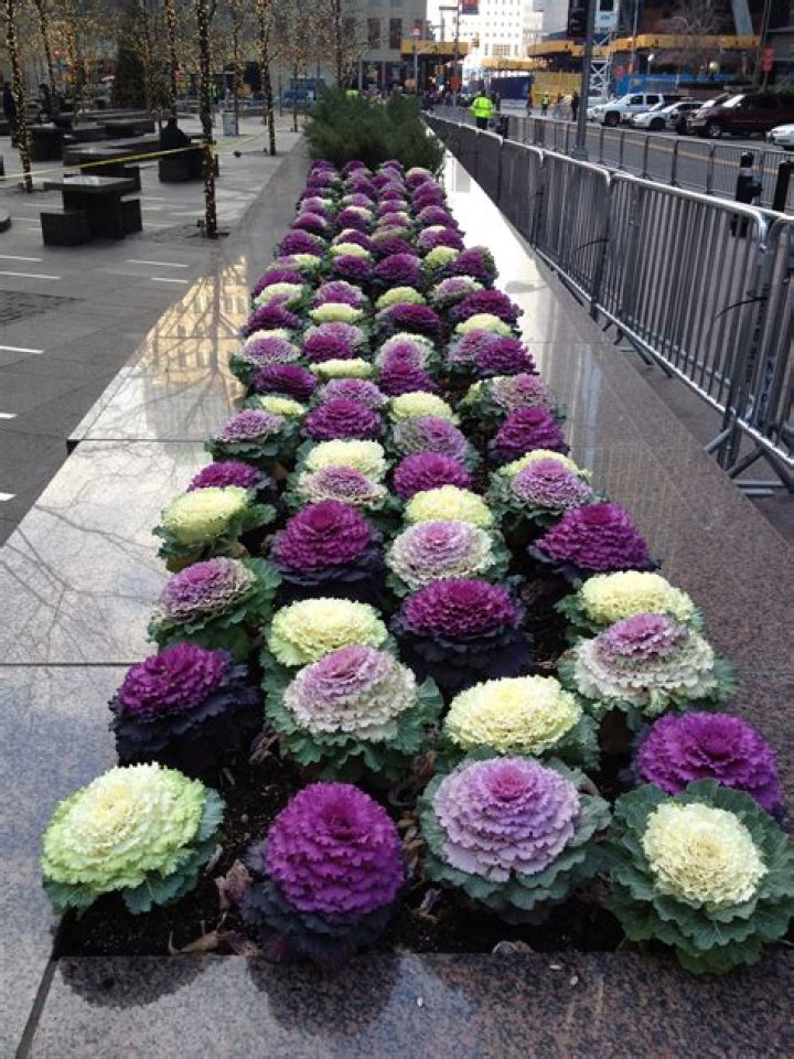 What do cabbage roses look like?