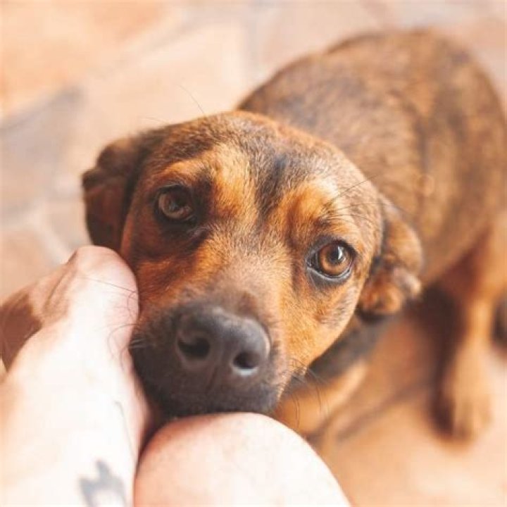 What do dogs represent spiritually?