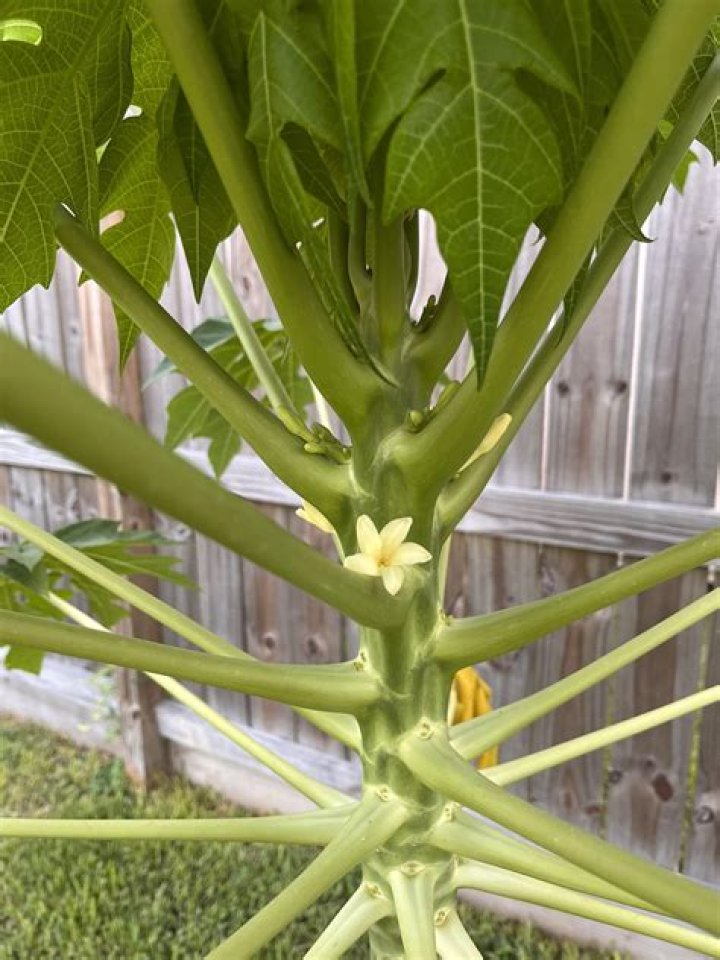 What do papaya flowers look like?