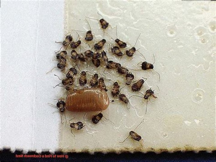 What do roaches nest look like?