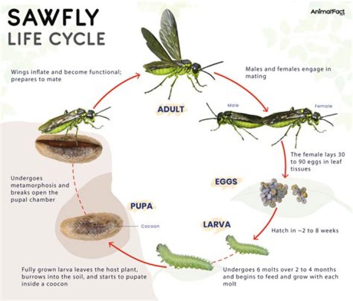 What do sawfly larvae turn into?