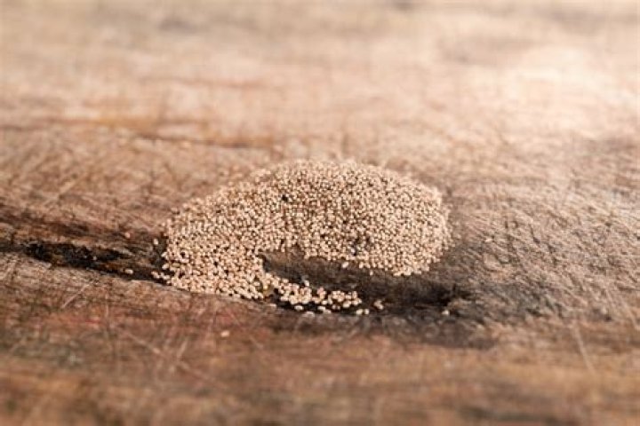 What do termite eggs look like?