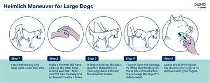 What do you do when your dog can't stand up?