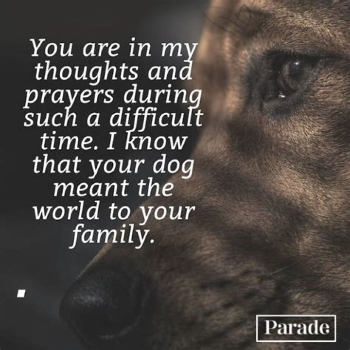 What do you say to a child when a pet dies?