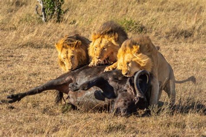What does a lion eat in the savanna?