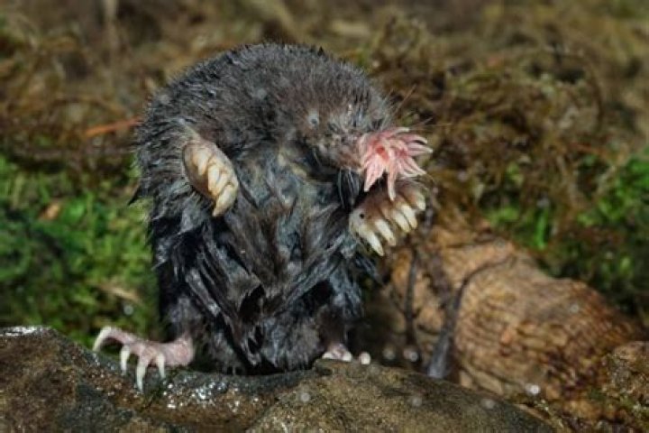 What does a star nosed mole do?