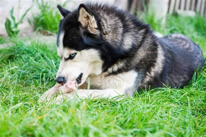 What does a wild Siberian husky eat?