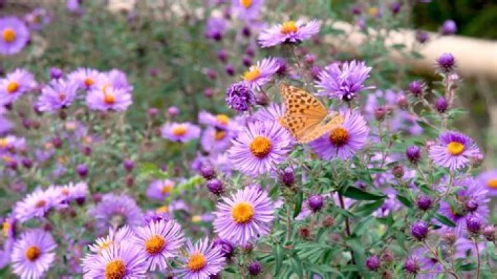 What does aster foliage look like?