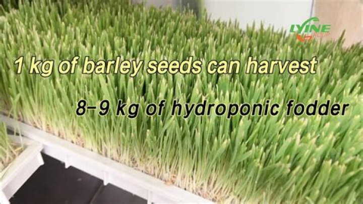 What does Barley do for a pond?