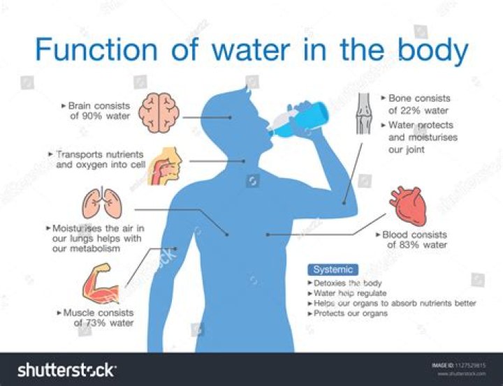 What does drinking water do for your body?