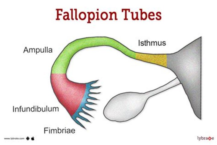 What does fallopian mean? | ContextResponse.com