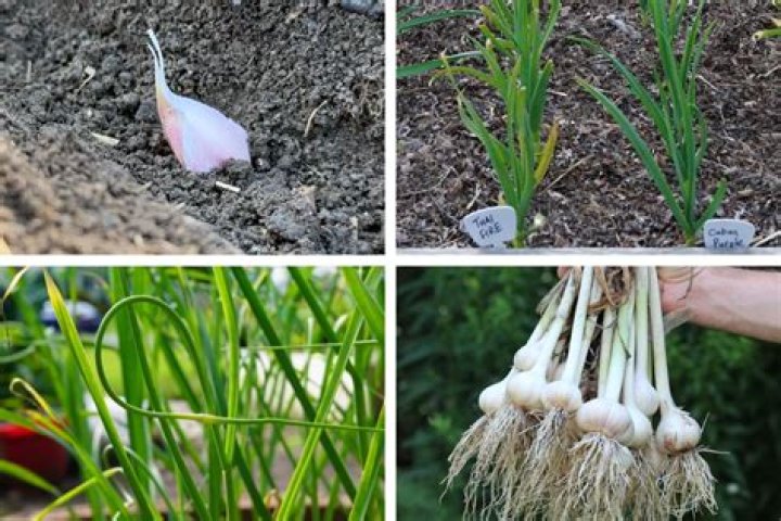 What does garlic look like as it grows?