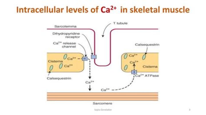 What does intracellular calcium do?