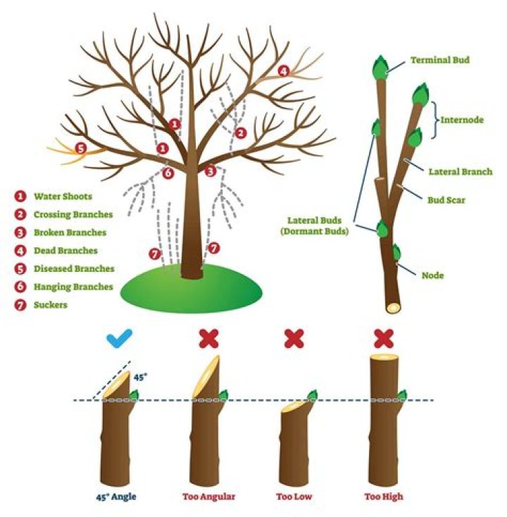 What does it mean to be a prune?