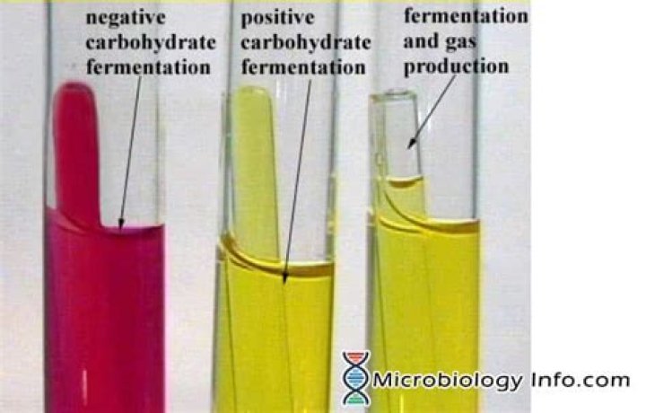 What does phenol red test for?