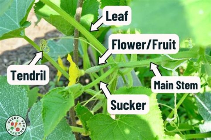 What does Pom cucumber mean?