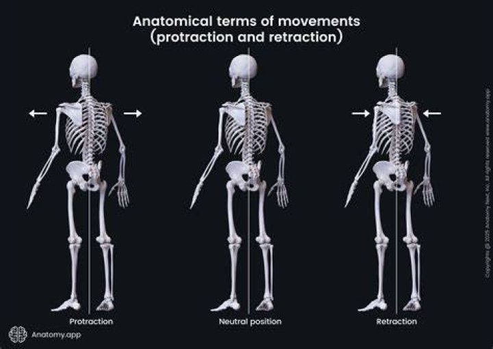 What does protracted mean in anatomy?