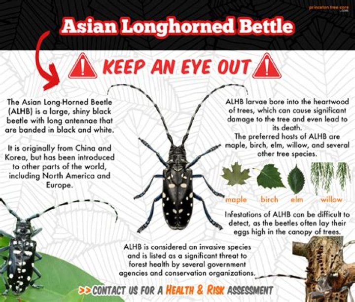 What does the Asian longhorned beetle eat?