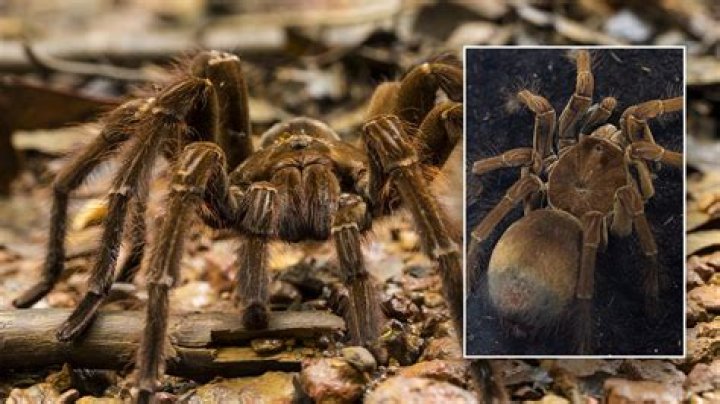 What does the biggest spider look like?