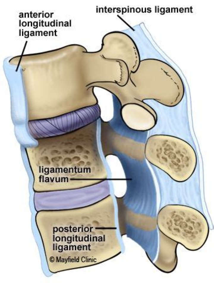 What does the ligamentum flavum do?