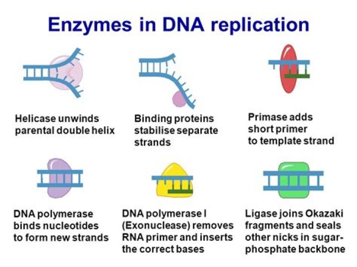 What enzymes are needed for translation?
