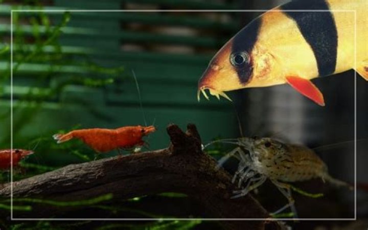 What fish are compatible with clown loaches?