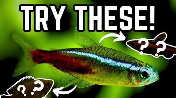 What fish goes well with neon tetras?