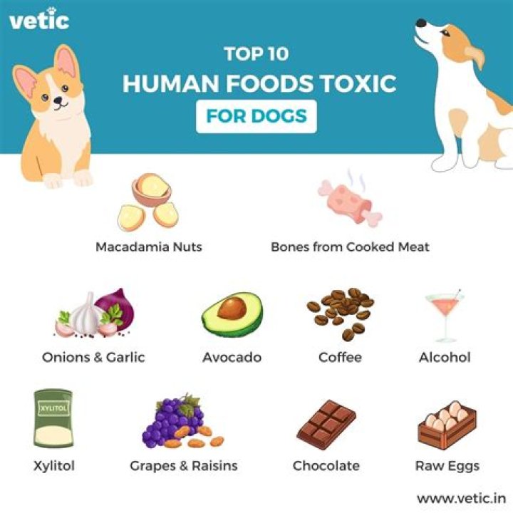 What foods can you not give to dogs?