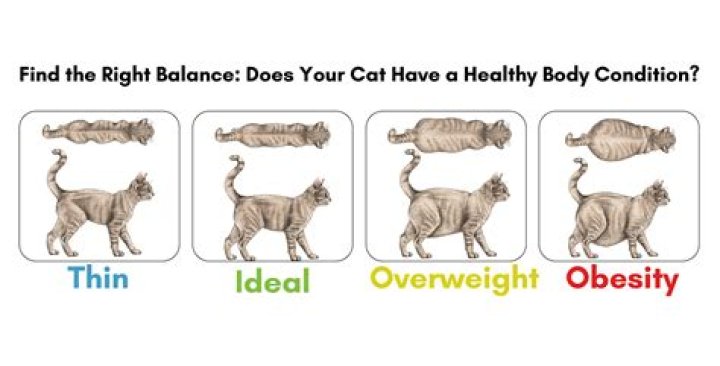 What happens if your cat is overweight?