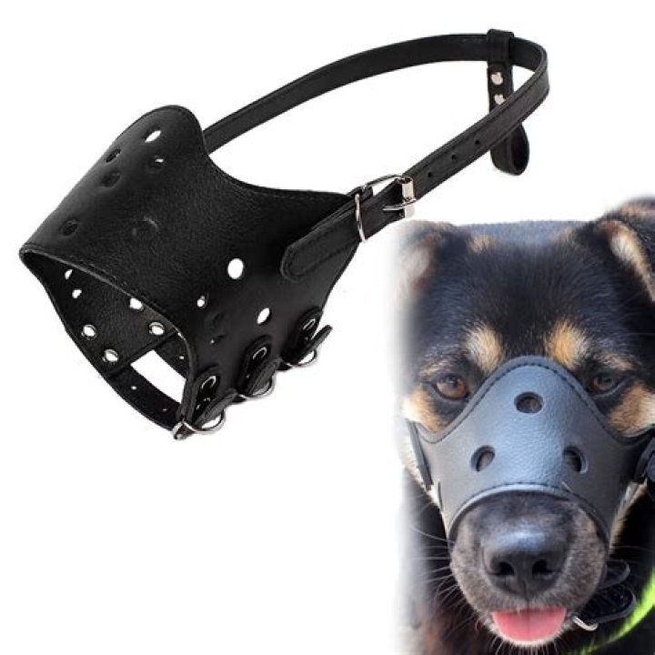 What happens if your dog eats leather?